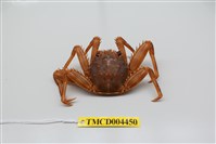 藏品(基氏盾牌蟹)的圖片